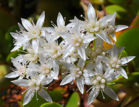 jade plant